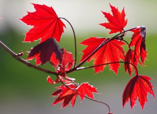 Artar: Cum este, utilizari, ingrijire si multe altele