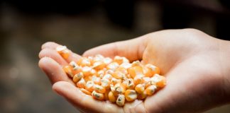 Preturile au crescut dupa ce Rusia a renuntat la acordul privind exporturile de cereale