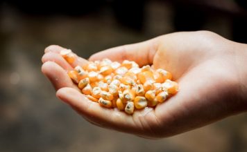 Preturile au crescut dupa ce Rusia a renuntat la acordul privind exporturile de cereale