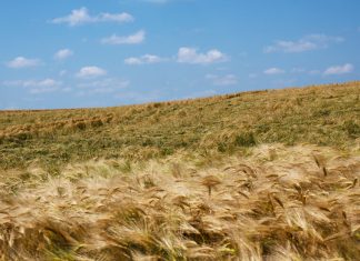 In timp ce Rusia sufoca exporturile de cereale ale Ucrainei, Romania incearca sa ajute