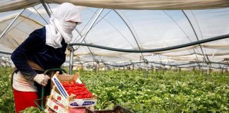 Piata externa a capsunilor se prabuseste: nu mai este nevoie de forta de munca pentru campanie