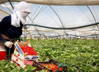 Piata externa a capsunilor se prabuseste: nu mai este nevoie de forta de munca pentru campanie