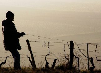 Vinificatorii francezi afectati dupa cea mai rea vreme din ultimii 30 de ani