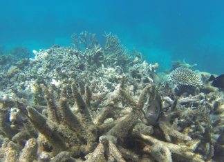 Filipine acuza militia maritima a Chinei ca a distrus recifele de corali din Marea Chinei de Sud