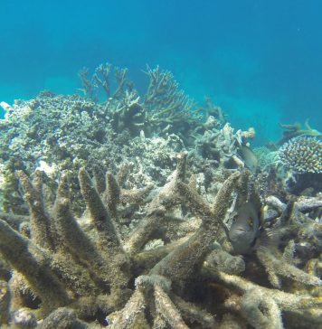 Filipine acuza militia maritima a Chinei ca a distrus recifele de corali din Marea Chinei de Sud