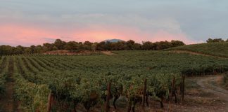 In Provence, viticultorii se confrunta cu schimbarile climatice