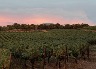 In Provence, viticultorii se confrunta cu schimbarile climatice