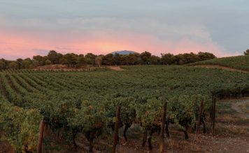 In Provence, viticultorii se confrunta cu schimbarile climatice