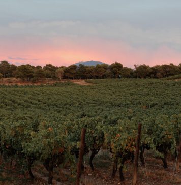 In Provence, viticultorii se confrunta cu schimbarile climatice