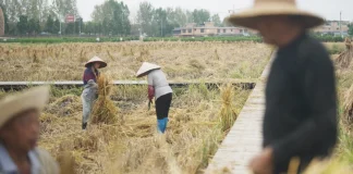 Vremea extrema si razboiul din Ucraina aduc siguranta alimentara in centrul atentiei in China