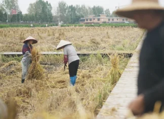Vremea extrema si razboiul din Ucraina aduc siguranta alimentara in centrul atentiei in China