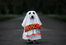 13 costume de Halloween DIY pentru animalele tale