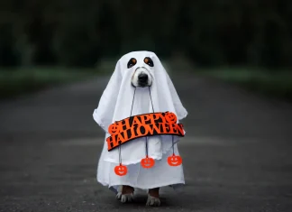 13 costume de Halloween DIY pentru animalele tale