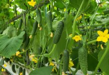 Semințe castraveți fără polenizare: soluția pentru producții sigure în solar și grădină